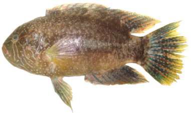 Cheilinus abudjubbe