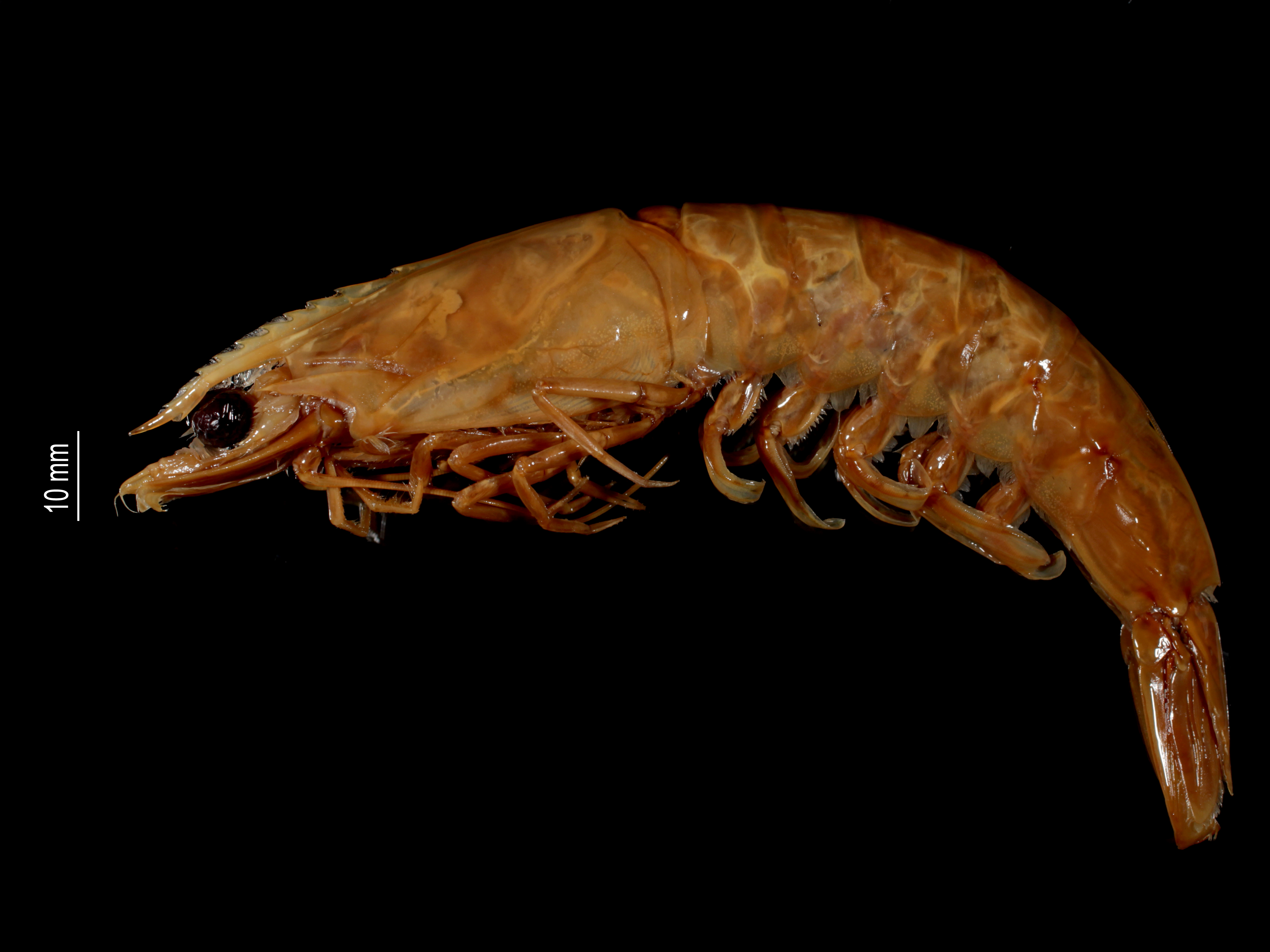 Penaeus hathor