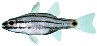 Cheilodipterus novemstriatus