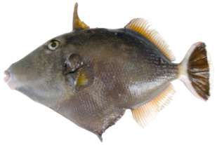 Sufflamen albicaudatum
