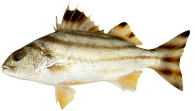 Terapon jarbua