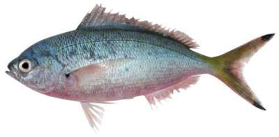 Caesio lunaris