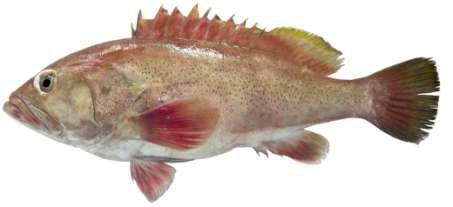 Epinephelus epistictus
