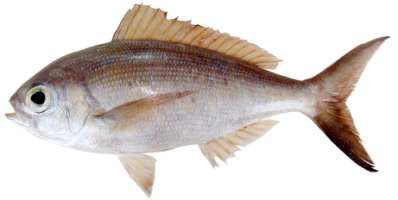 Paracaesio sordida