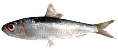 Herklotsichthys quadrimaculatus