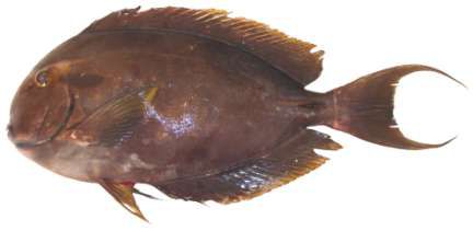 Acanthurus nigricauda