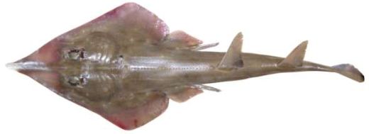 Glaucostegus halavi