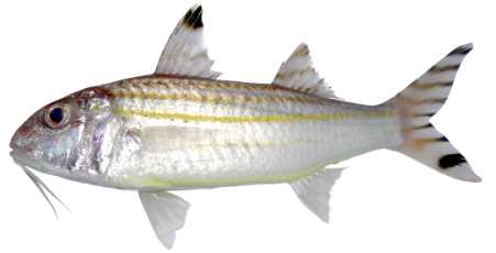Upeneus vittatus