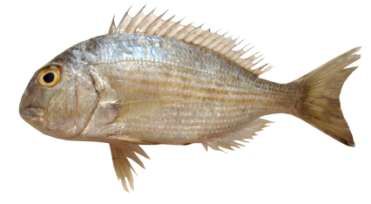 Rhabdosargus haffara