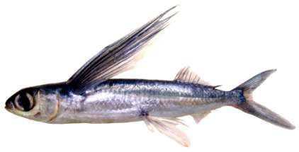 Exocoetus volitans