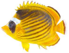 Chaetodon fasciatus