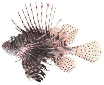 Pterois volitan