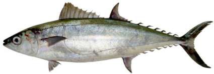 Grammatorcynus bicarnatus