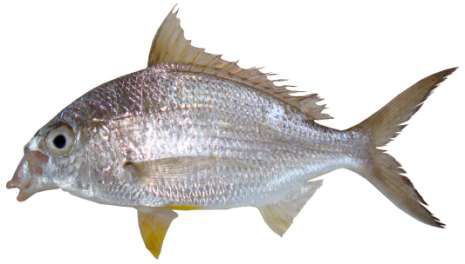 Gerres oyena