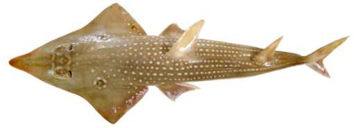 Rhynchobatus djiddensis