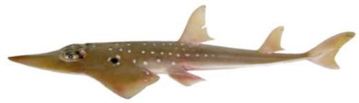 Rhynchobatus djiddensis