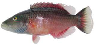 Cheilinus diagramma