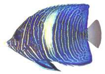 Pomacanthus maculosus