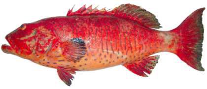 Plectropomus pessuliferus