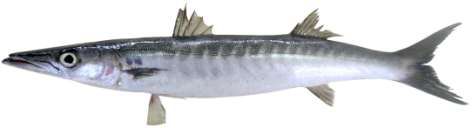 Sphyraena putnamae