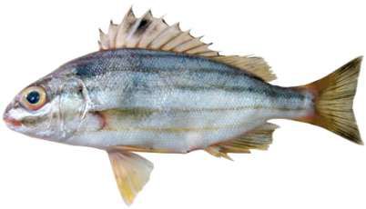 Pelates quadrilineatus