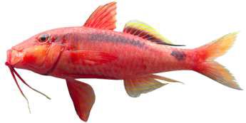 Parupeneus macronemus