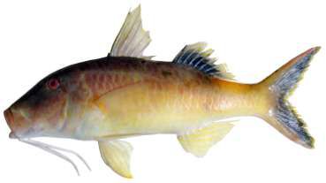 Parupeneus macronemus