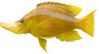 Epibulus insidiator