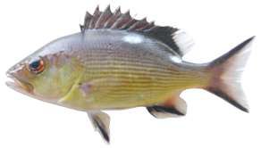 Lutjanus bohar