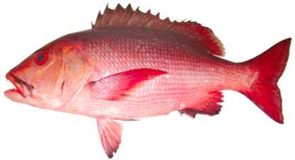 Lutjanus bohar