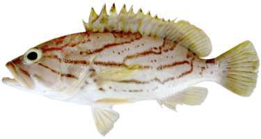 Epinephelus morrhua