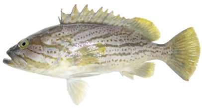 Epinephelus morrhua