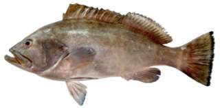 Epinephelus multinotatus
