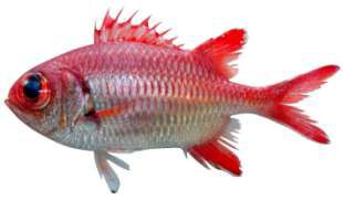 Myripristis murdjan