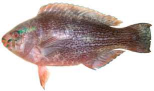 Scarus niger