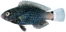 Scarus niger