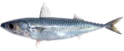 Scomber australasicus