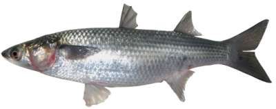 Liza subviridis