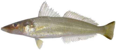 Sillago sihama