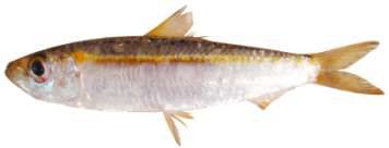 Herklotsichthys punctatus