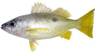 Lutjanus ehrenbergii