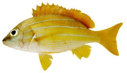 Lutjanus kasmira