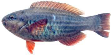 Scarus frenatus