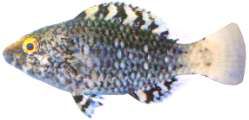 Scarus frenatus