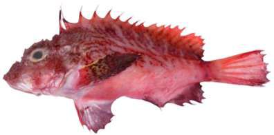 Minous dempsterae