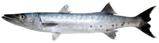 Sphyraena barracuda
