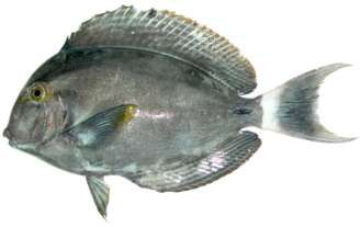 Acanthurus gahhm