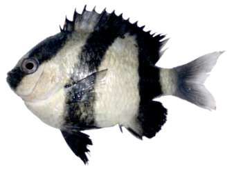 Dascyllus aruanus