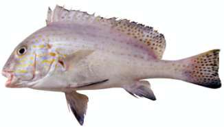 Diagramma pictum