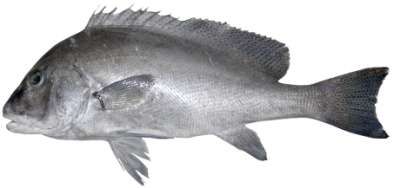 Diagramma pictum